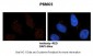 PSMC5 antibody - C-terminal region